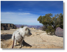 Kr�mel am Grand Canyon