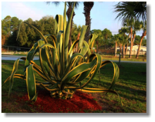 Garten in Lehigh Acres