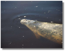 Manatee
