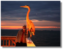 Blue Heron in Fort Myers