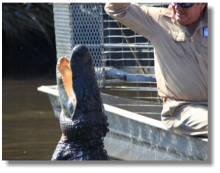 Krokodile in den Everglades