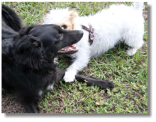 Lola, die gro�e Liebe in Lehigh