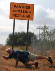 Panther in Florida