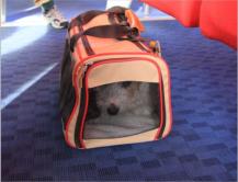 Kr�mel in der Tasche im Key West Express