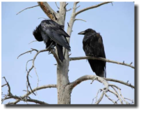 Kr�hen im Yellowstone