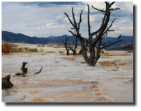 Mammoth Hot Springs Terrace