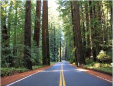 durch den Redwood Forest