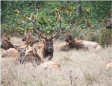 Elche am Stra�enrand